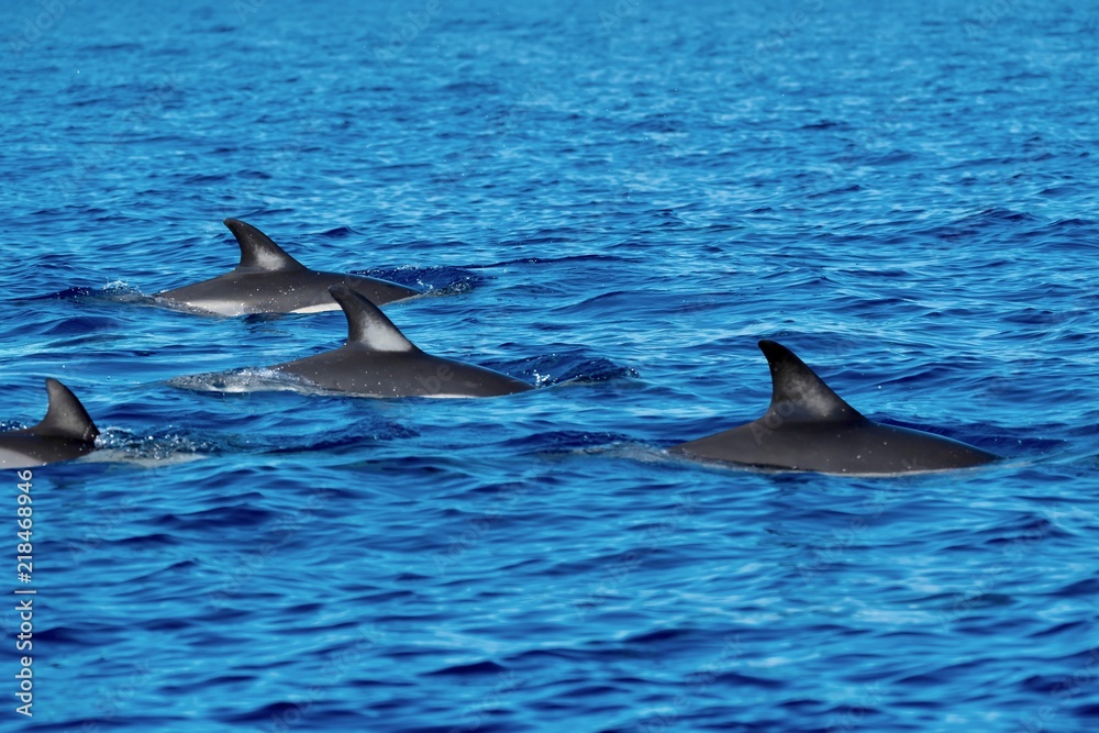 Fototapeta premium A flotilla of common dolphins in the Atlantic Ocean 
