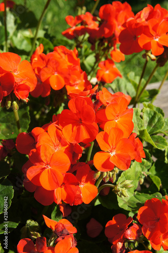 Fototapeta Naklejka Na Ścianę i Meble -  Pelargonium zonale red flowers