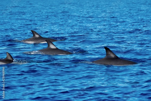 A flotilla of common dolphins in the Atlantic Ocean 