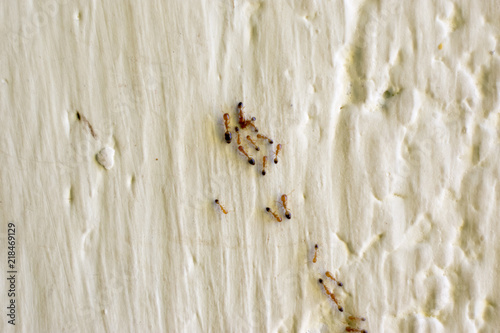 little fire ant group on wall of home indoor pest