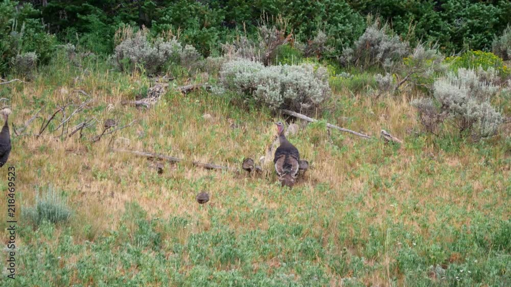 Two mother turkeys grazing with their babies on green hillside Two mother turkeys grazing with their babies on green hillside