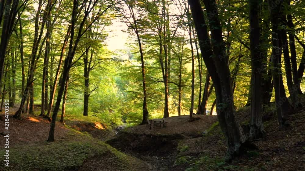 Forest detail with and oak trees Forest detail with and oak trees