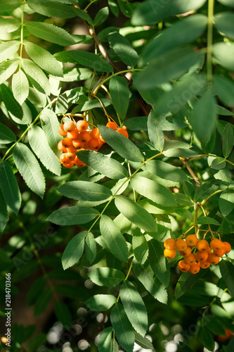 Принти на полотні Fruits of mountain ash in the forest. Close-up view