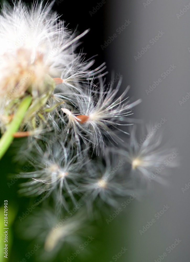 Fototapeta premium Białe nasiona na starcie