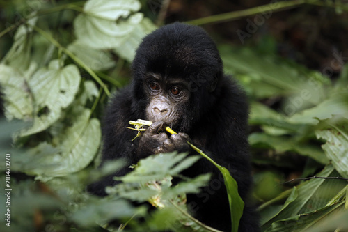 Baby Gorilla (Gorilla beringei beringei) Feeding. Bwindi Impenetrable National Park, Uganda