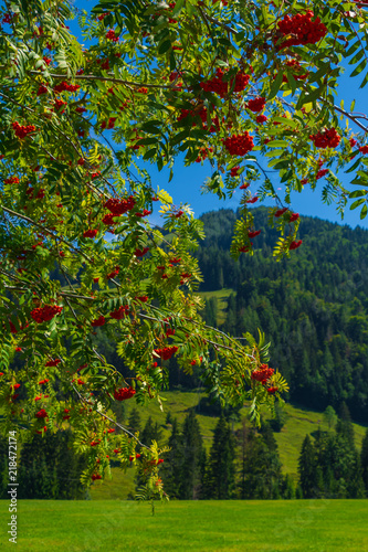 Vogelbeerbaum, Eberesche