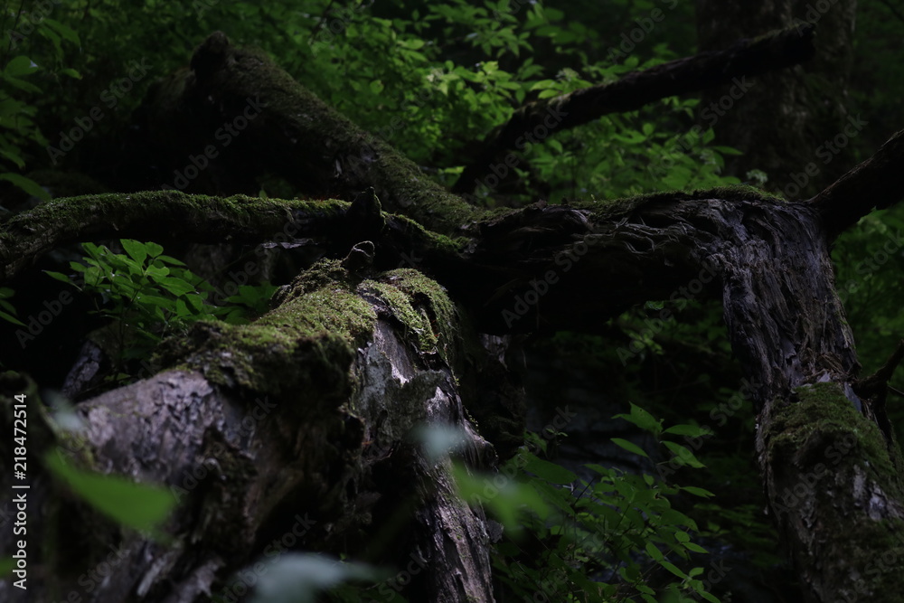 Beautiful moss in the mountain Beautiful moss in the mountain