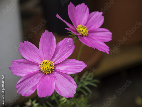 The pink flower is vey beautiful and so sweet.   Pink flower   sweet pink flower floral nature