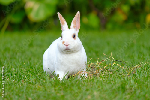 Calm and sweet little white rabbit sitting on green grass
