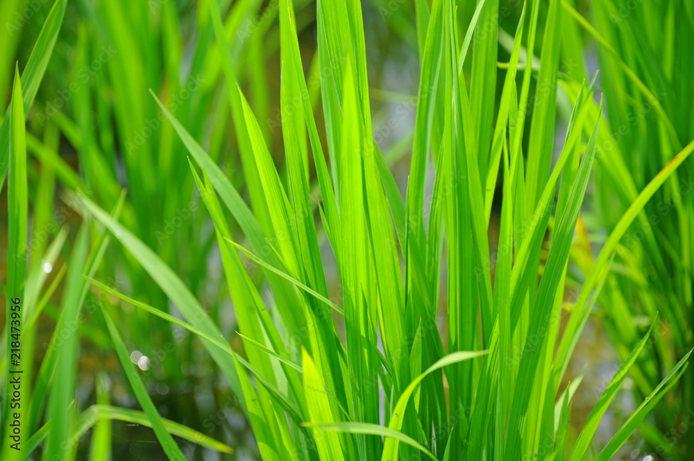 Fresh rice field in summer in a country in Taiwan Fresh rice field in summer in a country in Taiwan