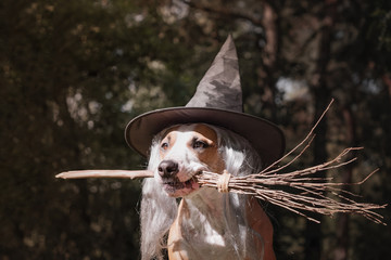 Cute dog in witch hat holding broomstick. Portrait of beautiful staffordshire terrier puppy in halloween costume with witch's broom in autumn forest