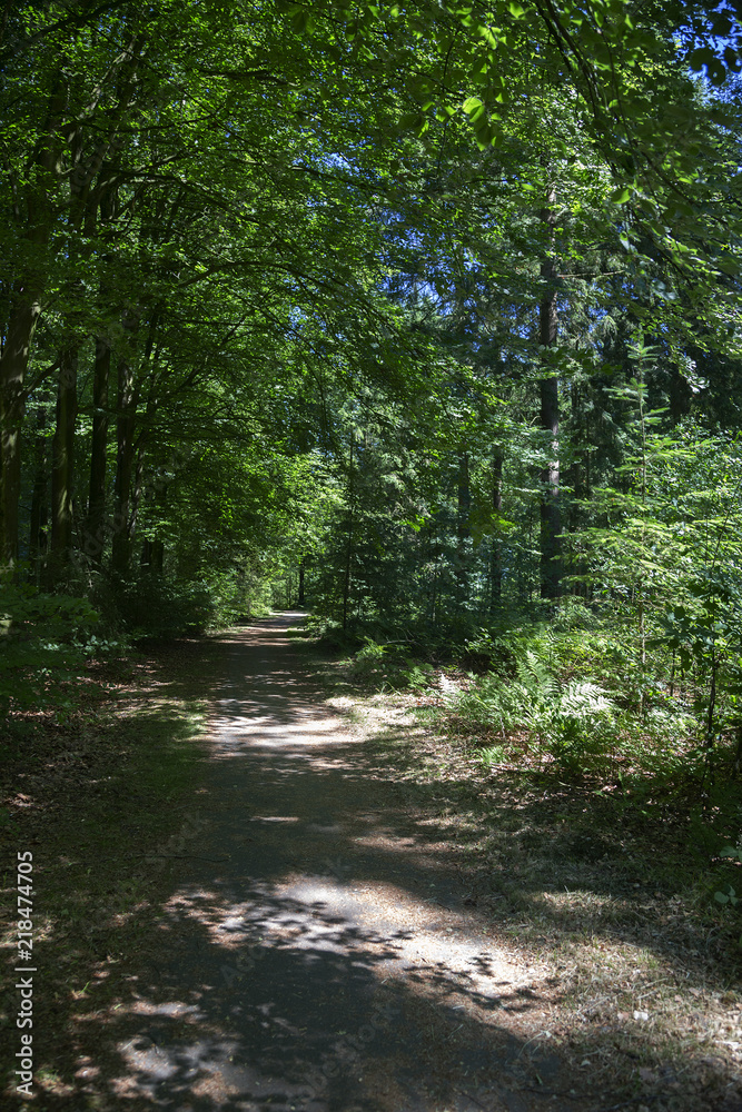 Fototapeta premium Forest path with sunny spots