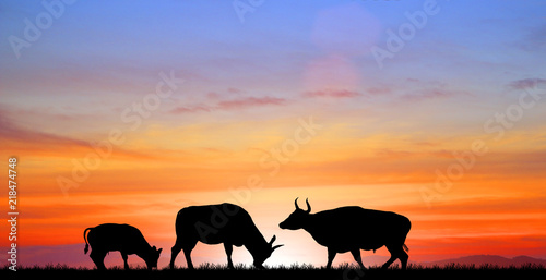 silhouette cows is fighting on sunset