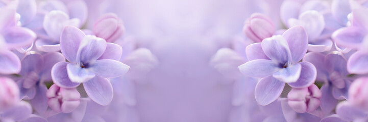 Lilac flowers close up