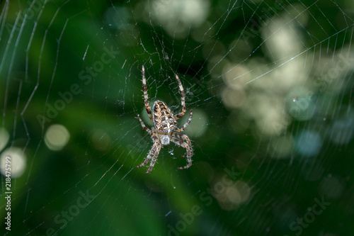 capturing in the spider web,