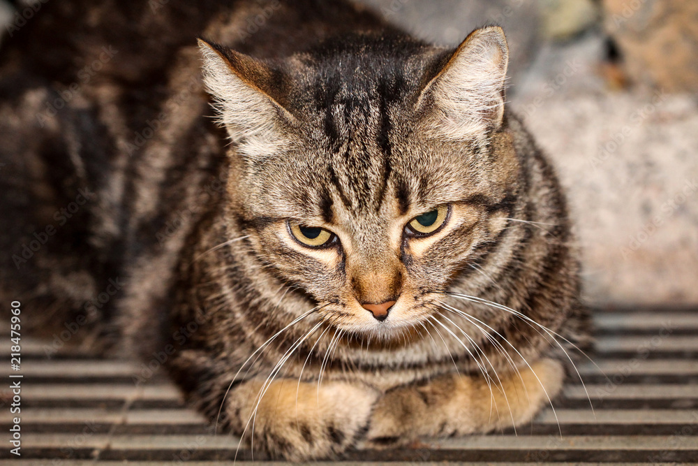 Portrait einer Katze 