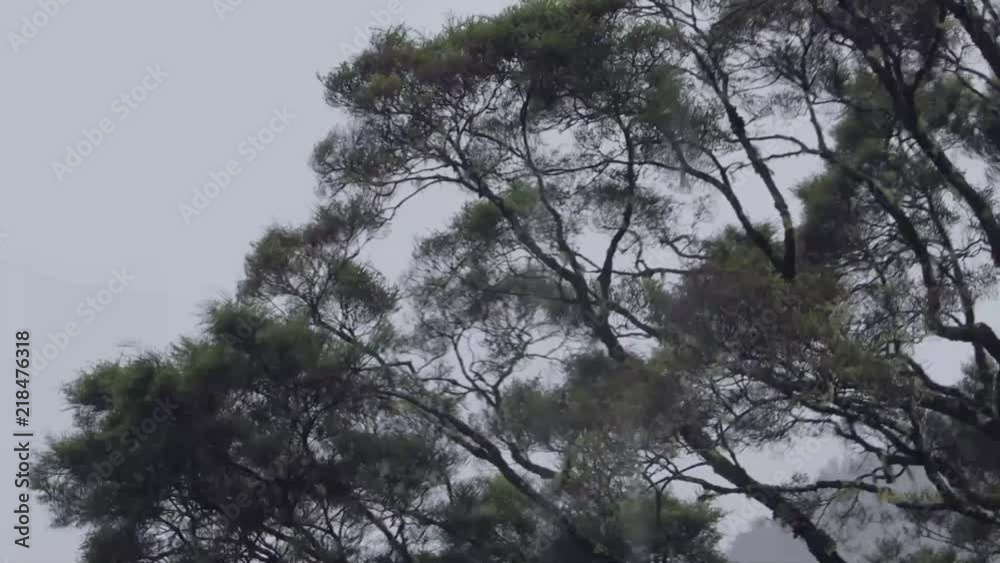 Heavy Rain and wind blowing these trees. Shot in New Zealand Heavy Rain and wind blowing these trees. Shot in New Zealand