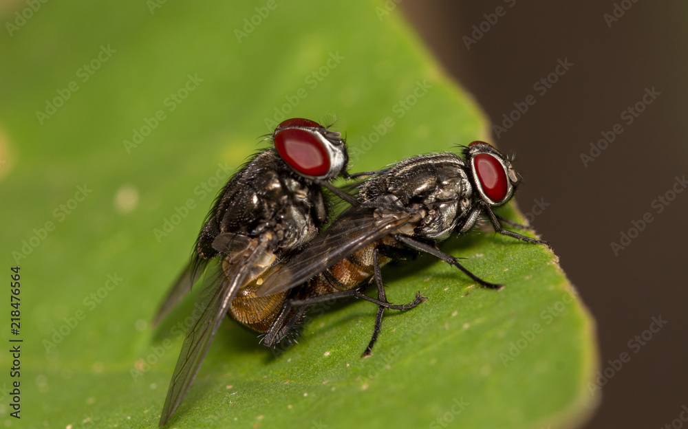 Fototapeta premium Macro shot of mating flies on green leaf, close-up shutter tow mating fly