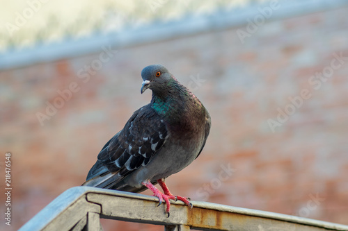 Portrait of a Pigeon, close-up picture © Florincristian