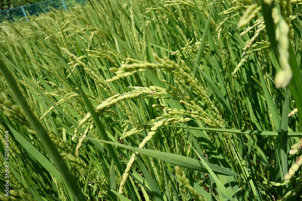 夏の稲穂 夏の稲穂