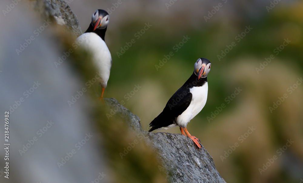 Obraz premium Atlantic puffin (Fratercula arctica) at Runde island, Norway