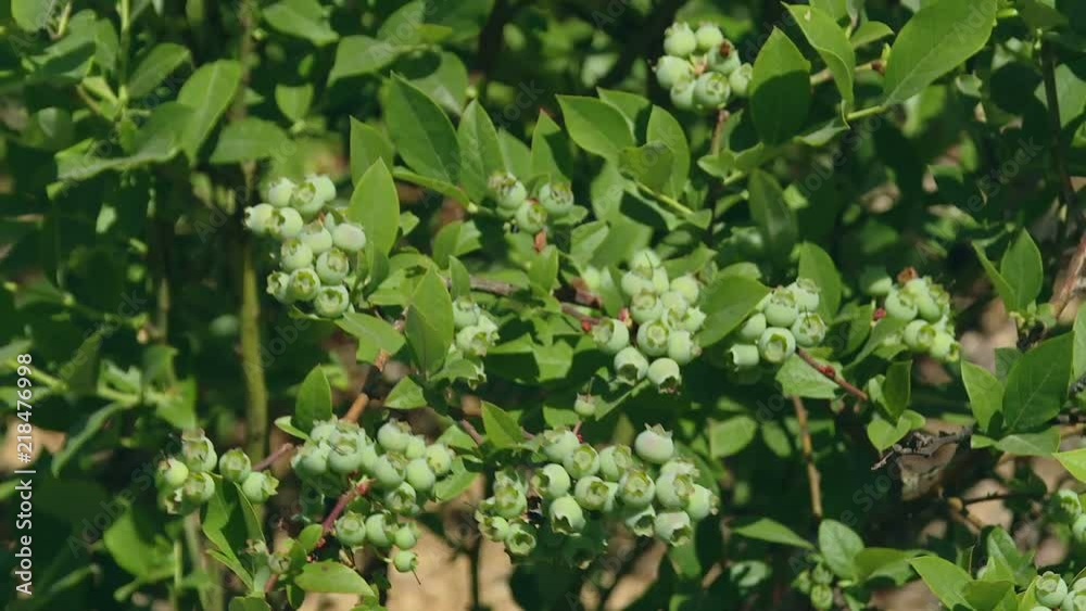 Green berries of blueberries on a branch. The wind swings the branch with blueberries. Sunny day. Blueberry branch close-up. Blueberry garden tall. Green berries of blueberries on a branch. The wind swings the branch with blueberries. Sunny day. Blueberry branch close-up. Blueberry garden tall.