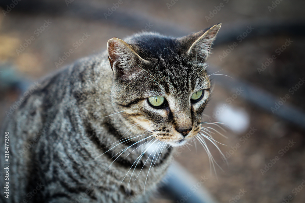 Portrait einer Katze 