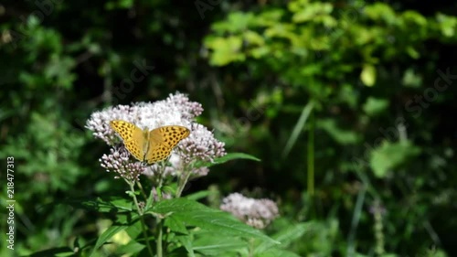 Orange Butterfly Waves its Wings on a Purple Flower