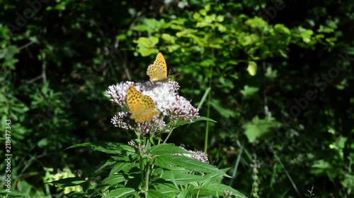 Close-up of two orange butterflies waving their wings on a purple flower. Green leaves.