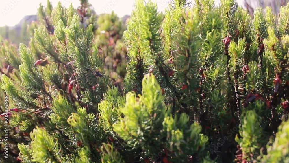 particular flora of table mountains, plants,bush and grass particular flora of table mountains, plants,bush and grass