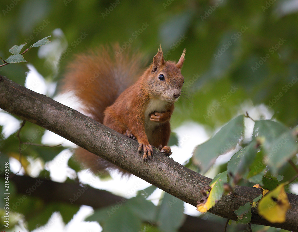 squirrel funny outside, Poland