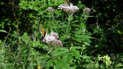 Close-up of two orange butterflies waving their wings on a purple flower. Green leaves.