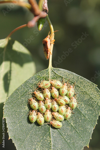 Aggregation of nymphs of Parent bug (Elasmucha grisea) on green birch leaf photo