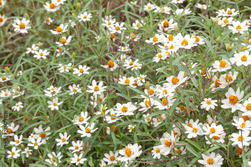 close up of Sulfur Cosmos flower in the garden