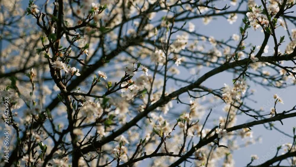 Blooming white flowers tree in the spring. Blooming white flowers tree in the spring.