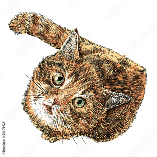 Little cat