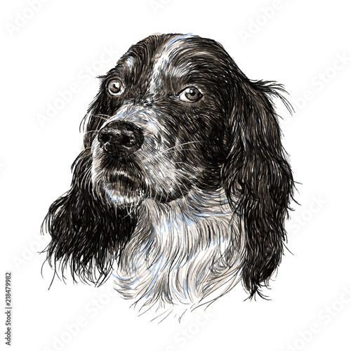 English setter