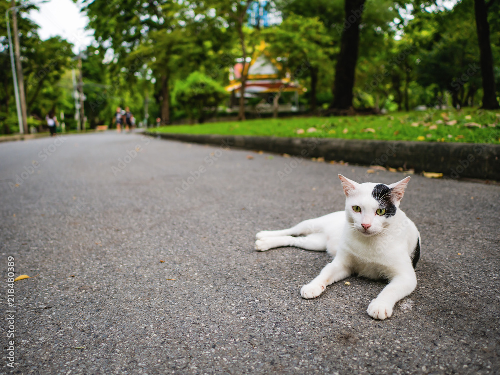Cutie cat in the park