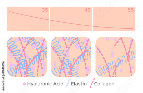 aging skin level vector / hyaluronic acid / elastin / collagen photo