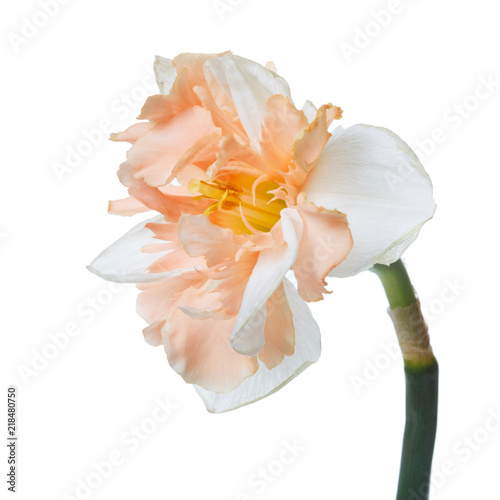 An unusual orange flower of a daffodil daffodil isolated on white background.