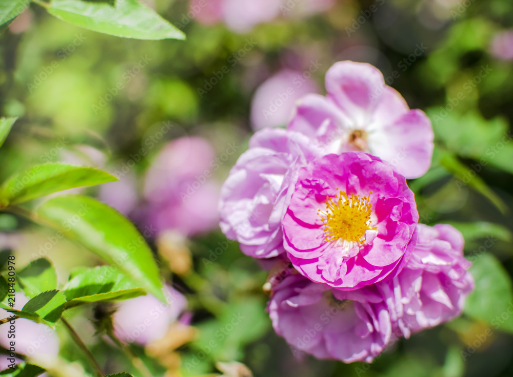 Pink vine roses with green background in the garden. Pink vine roses with green background in the garden.