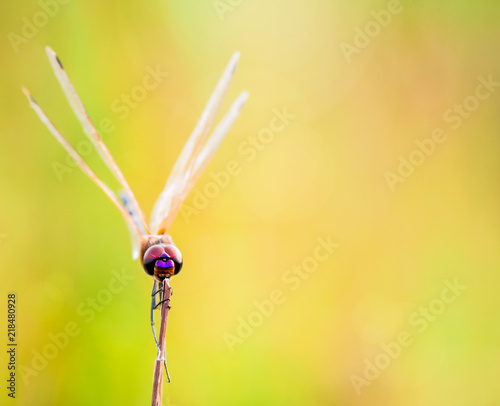 beautiful dragon fly with natural bokeh background.