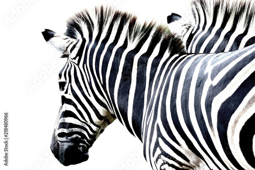 portrait zebra isolated on white background
