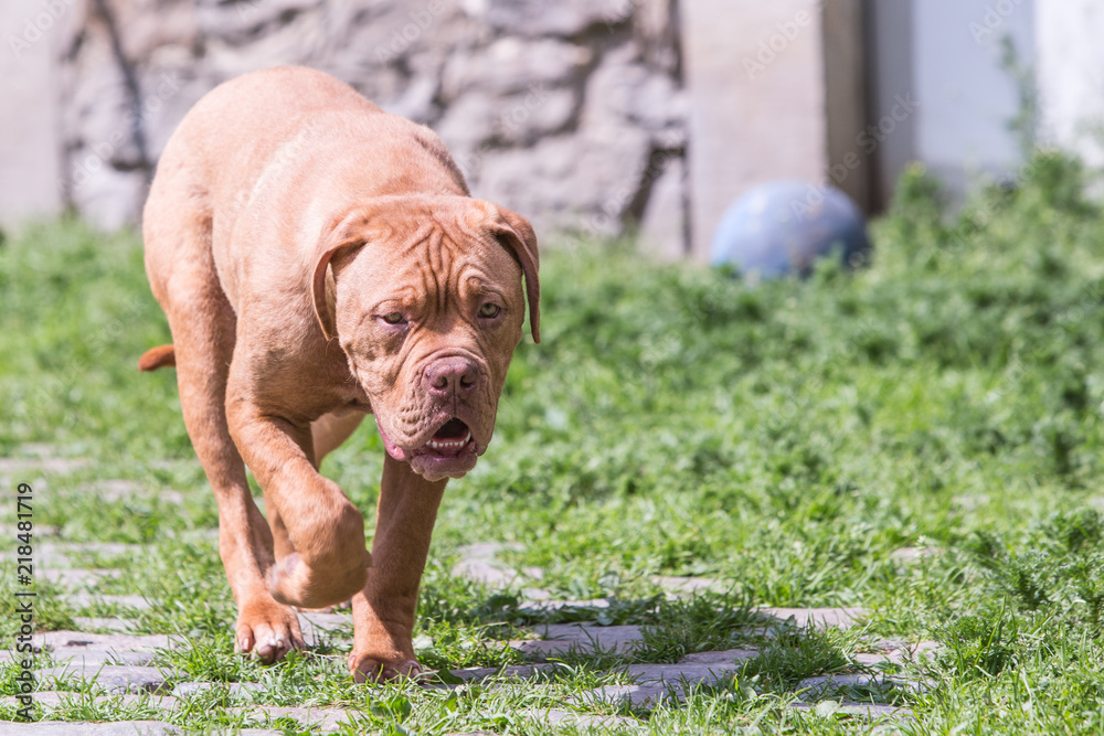 Portrait of french mastif dog living in belgium Portrait of french mastif dog living in belgium