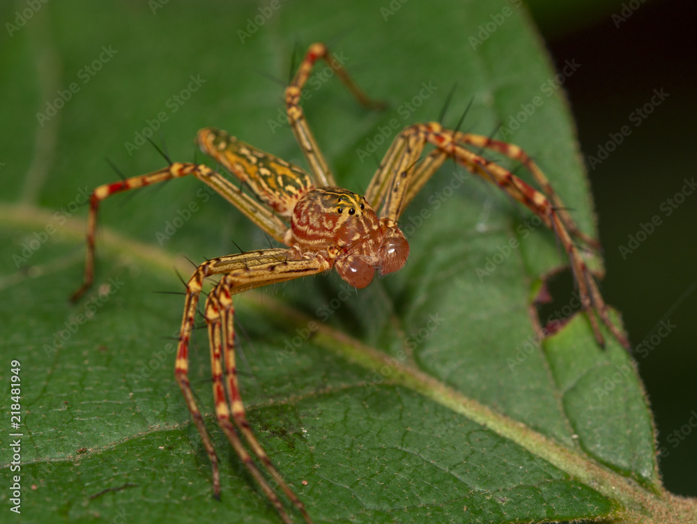 Macro image of java lynx spider on green leaf ,oxyopes spider,javanus,ciose-up Macro image of java lynx spider on green leaf ,oxyopes spider,javanus,ciose-up