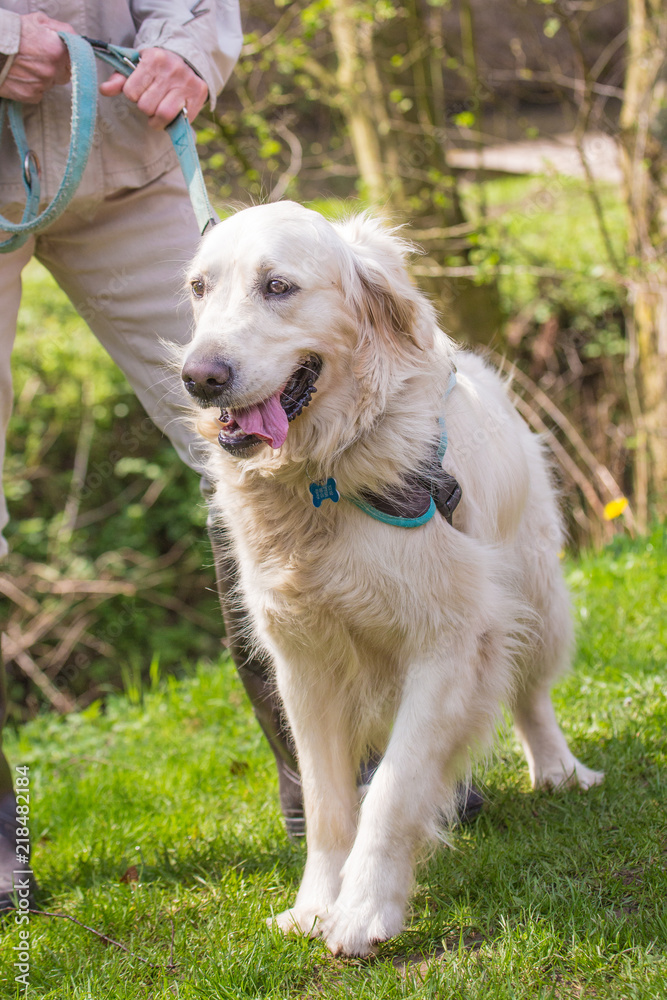 portrait of golden retrievers dog living in belgium