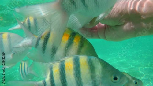 Hand feeding tropical fish at Coki Beach in Saint Thomas, USVI. photo