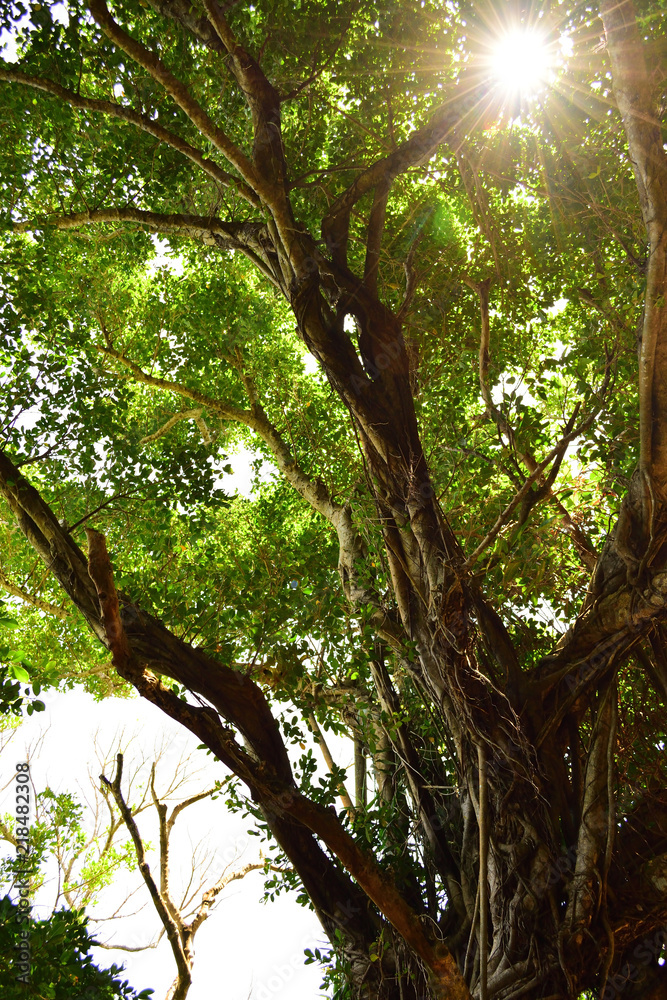 Fototapeta premium 南国の木 ガジュマル 風景 植物 太陽