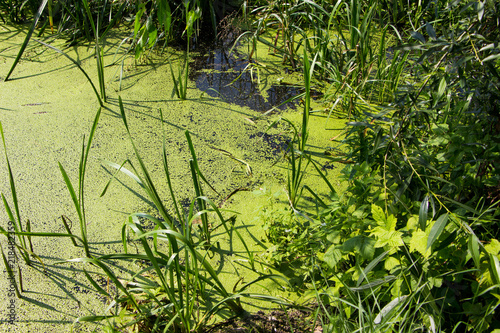 Bog covered with green ooze. Texture of green swamp ooze with insect. Green swamp mud with insect and grass.