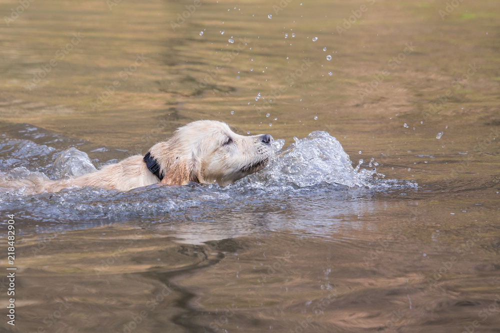 portrait of golden retrievers dog living in belgium portrait of golden retrievers dog living in belgium